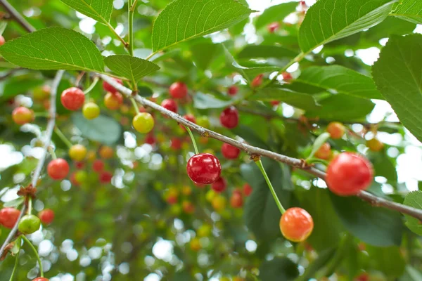 Closeup Ripe Dark Red Sour Cherries Hanging Sour Cherry Tree — Photo
