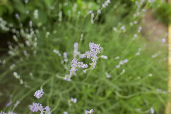 정원에서 꽃봉오리를 피우는 라벤더 — 스톡 사진