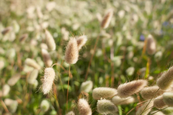 Closeup View Beautiful Fluffy Hare Tail Grass Blooming Flowers Lagurus — Stock Photo, Image