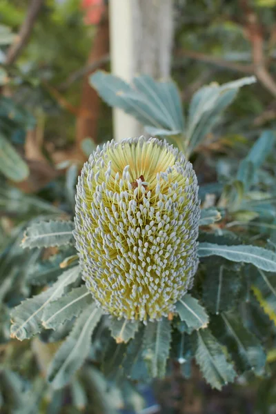 Golden flower head and grey green leaves of the Australian native Old Man Banksia, Banksia serrata, family Proteaceae, growing in Dublin, Ireland.
