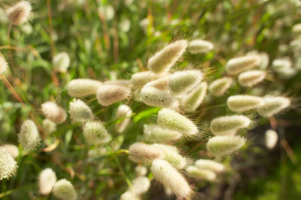 Крупный План Красивой Пушистой Травы Зайца Цветущей Цветами Lagurus Ovatus — стоковое фото
