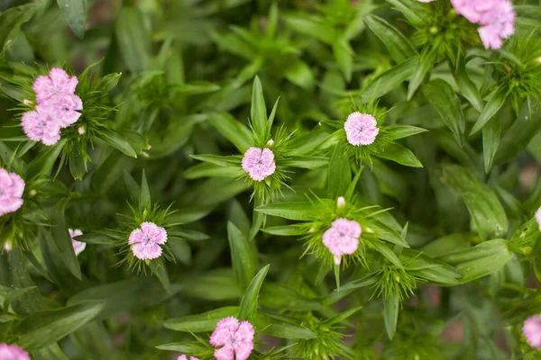 Dianthus Barbatus Fleur Fleurs Magenta Rose Fleurissent Dans Jardin Arrière — Photo