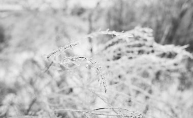 Yaprak döken çimenlerin dalları, donmuş yağmurun ardından buz kabuğuyla kaplı çalılar, parça parça, arkaplan