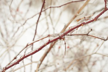 Yaprak döken çimenlerin dalları, donmuş yağmurun ardından buz kabuğuyla kaplı çalılar, parça parça, arkaplan