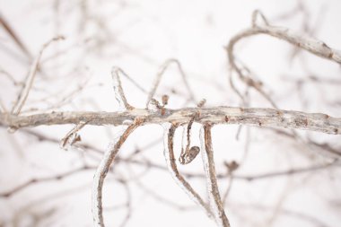 Yaprak döken çimenlerin dalları, donmuş yağmurun ardından buz kabuğuyla kaplı çalılar, parça parça, arkaplan