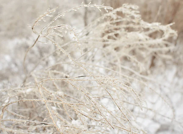 Branches Une Herbe Feuilles Caduques Buissons Couverts Croûte Glacée Après — Photo