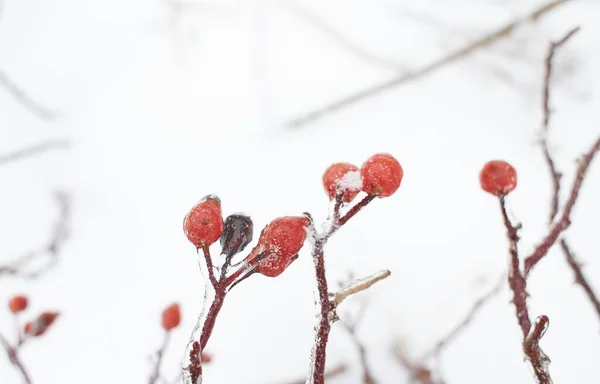 Takken Van Rozenbottel Bessen Bedekt Met Ijskorst Vriesregen Fragment Achtergrond — Stockfoto