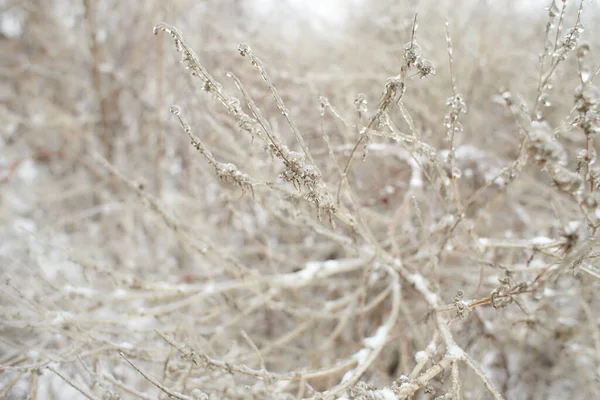Branches Une Herbe Feuilles Caduques Buissons Couverts Croûte Glacée Après — Photo