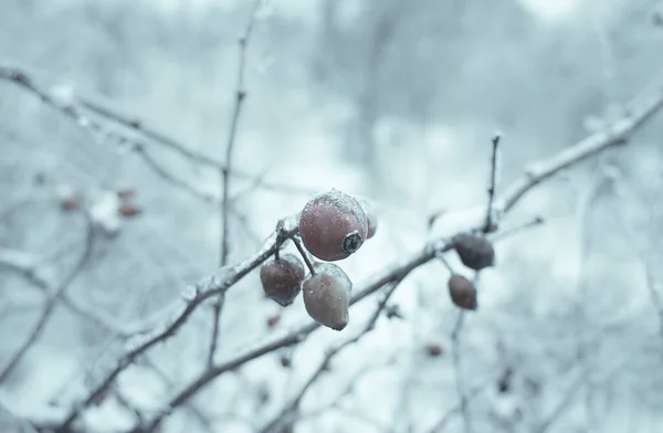 장미꽃 가지들 얼어붙은 얼음으로 열매들 파편들 — 스톡 사진