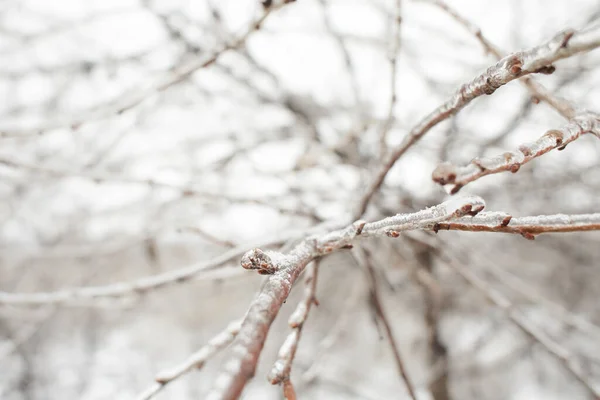 落叶草枝 冻雨后被冰覆盖的灌木 — 图库照片