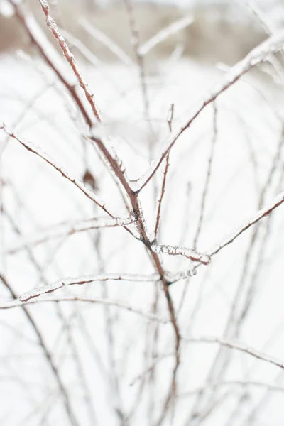 Las Ramas Hierba Caduca Los Arbustos Cubiertos Con Corteza Hielo — Foto de Stock