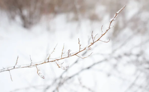 Větve Listnaté Trávy Keře Pokryté Ledovou Kůrou Mrazivém Dešti Úlomky — Stock fotografie