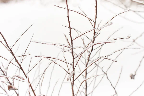 Гілки Листяної Трави Кущі Покриті Крижаною Корою Після Замерзання Дощу — стокове фото