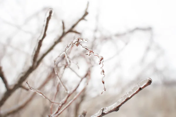 Las Ramas Hierba Caduca Los Arbustos Cubiertos Con Corteza Hielo — Foto de Stock