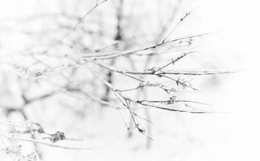 Yaprak döken çimenlerin çiçekleri, donmuş yağmurdan sonra buzla kaplı çalılar, parça parça, arka plan. seçili odak