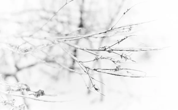 落叶草的花朵 冻雨后覆满冰壳的灌木 选定重点 — 图库照片