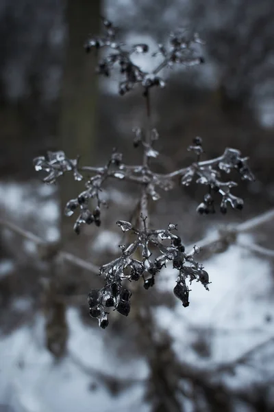 Las Flores Hierba Caduca Los Arbustos Cubiertos Con Corteza Hielo —  Fotos de Stock