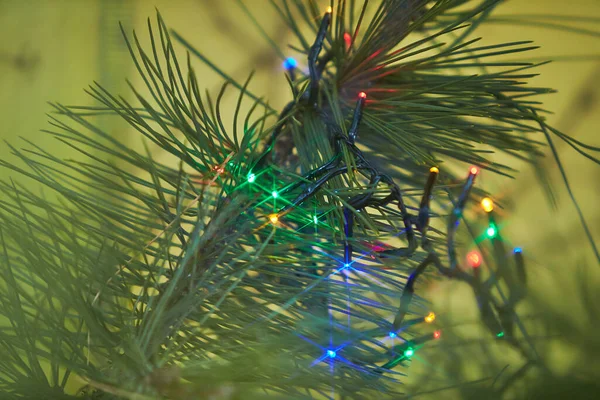 Férias Guirlandas Coloridas Elétricas Decoração Árvore Pinho Branch Christmas — Fotografia de Stock