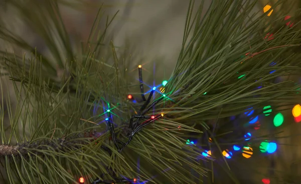 Διακοπές Ηλεκτρικά Πολύχρωμα Γιρλάντες Κλαδιά Πεύκου Χριστουγεννιάτικο Δέντρο Διακόσμηση — Φωτογραφία Αρχείου