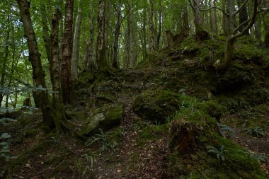 Gündüzleri yosun ve otlarla dolu sihirli bir çam ağacı ormanı..