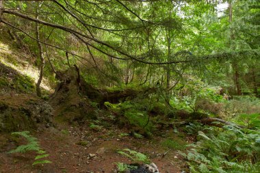 Gündüzleri yosun ve otlarla dolu sihirli bir çam ağacı ormanı..