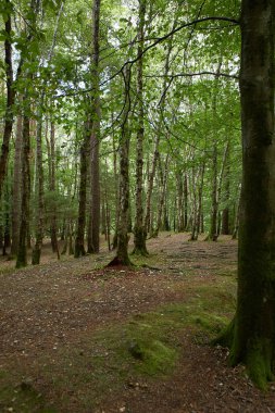 Gündüzleri yosun ve otlarla dolu sihirli bir çam ağacı ormanı..