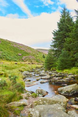 Orman deresi eski ormanlardaki ormanlarla çevrili. İrlanda 'daki Wicklow Ulusal Parkı. 