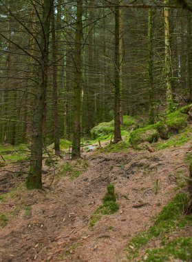 Gündüzleri yosun ve otlarla dolu sihirli bir çam ağacı ormanı..