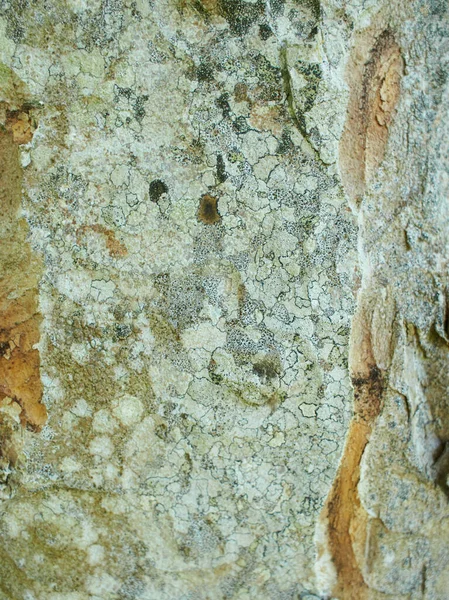 Foliose Lichen Fir Branch — 스톡 사진