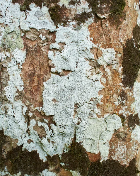 Foliose Lichen Κλαδί Ελάτης — Φωτογραφία Αρχείου