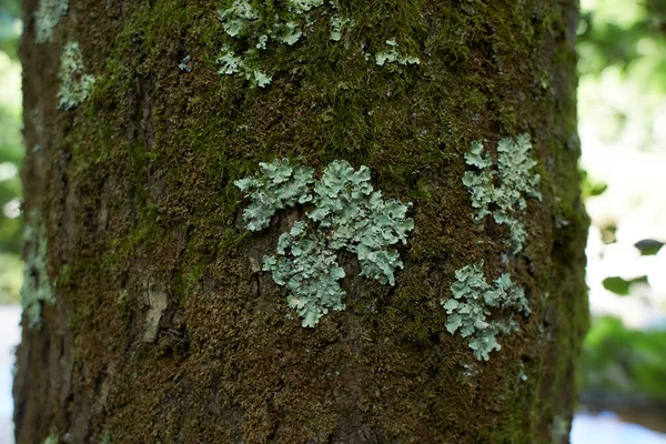 Foliose Lichen Κλαδί Ελάτης — Φωτογραφία Αρχείου