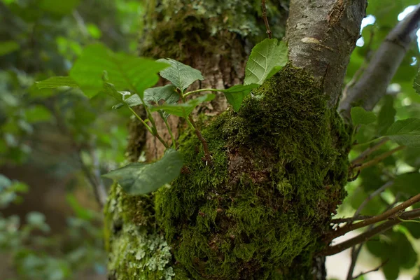 冷杉枝上的叶绿素 — 图库照片