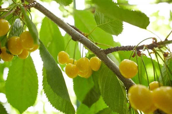 Fresh Yellow Cherry fruit branch. Fresh natural healthy. Yellow rainier cherries on branch. Yellow Cherries with green leaves on the branch.