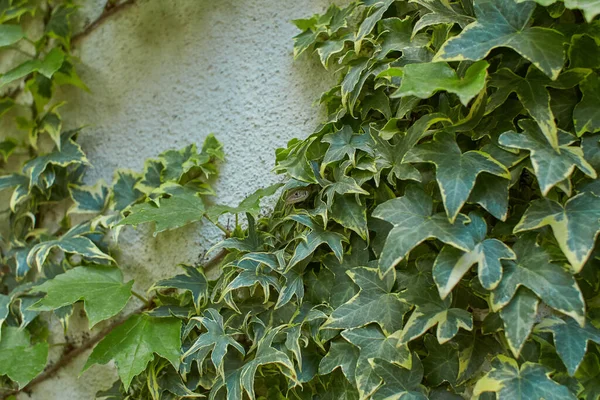 Lagarto Común Hiedra Pared Podarcis Muralis —  Fotos de Stock