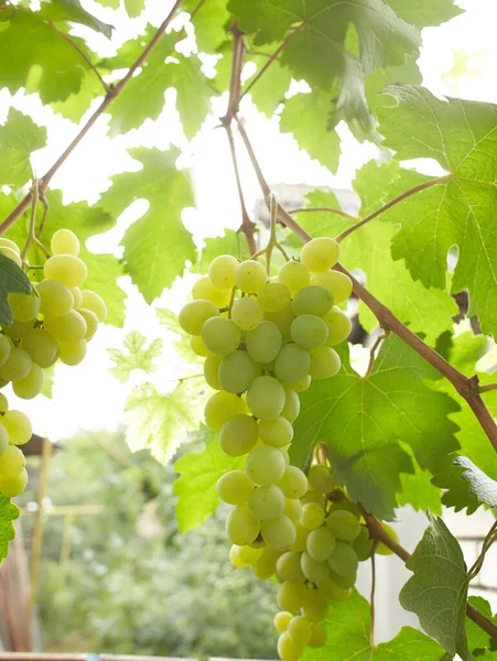 Racimo Uvas Madura Rama Del Arbusto —  Fotos de Stock