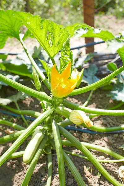 Pianta Verde Fresca Zucchine Orto Con Frutta Fiori Foto Stock