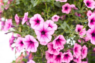 Petunya Gece Gökyüzü, mor, pembe, beyaz, kırmızı, menekşe benekli çiçekler. Petunya ve melezlerin karışımı.