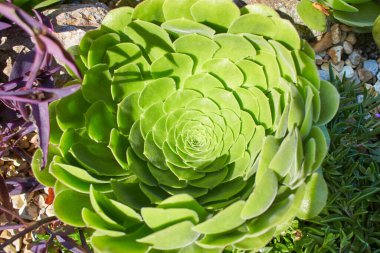 Yaprak sulu kaktüs. Meksika Kartopu makroyu kapat