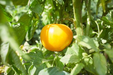 Amatör bir bahçedeki dallarda sarı büyük domatesler. Yaz zamanı. Seçici odak.