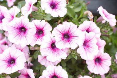 Petunya Gece Gökyüzü, mor, pembe, beyaz, kırmızı, menekşe benekli çiçekler. Petunya ve melezlerin karışımı.