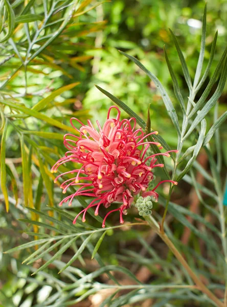 Rosemary Grevillea Bush Small Red Flowers Growing Garden Grevillea Rosmarinifolia — Stock Photo, Image