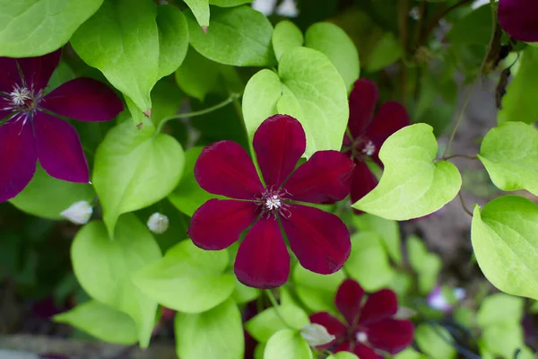 Flor Violeta Clematis Reina Los Escaladores Aislada Cerca — Foto de Stock