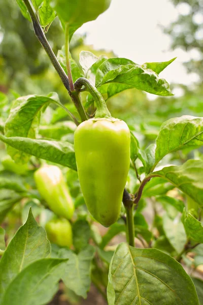 Yellow bell pepper in the garden. Sweet pepper in the vegetable garden. Organic paprika farm.