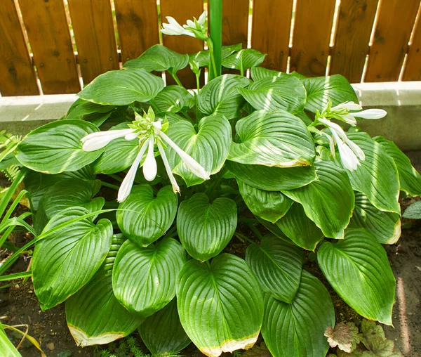 Plantain lily or Hosta foliage plant with white flowers. Hosta, flower in the garden, ornamental flowerbed plant with beautiful lush leaves. Photo in the natural environment. August Moon