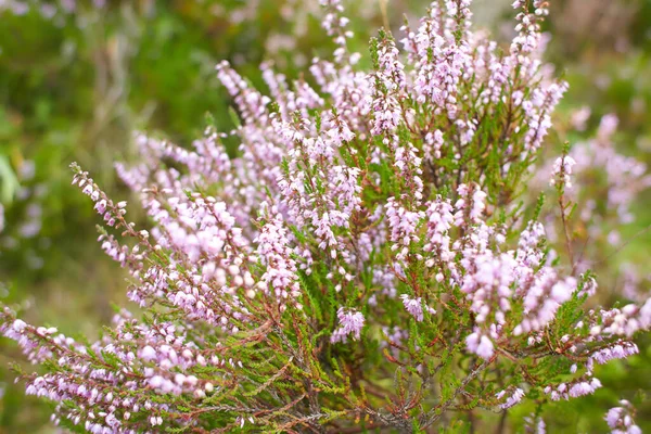 Erica Rosa Fresca Fiori Calluna Vulgaris Che Crescono All Aperto — Foto Stock