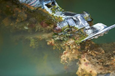 Yumuşakçalar, aşırı büyümüş gemi tabanı. Geminin gövdesinde kabuklu deniz hayvanları var..