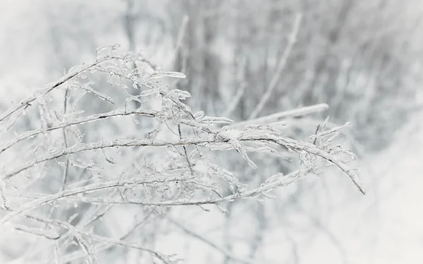 Las Ramas Hierba Caduca Los Arbustos Cubiertos Con Corteza Hielo — Foto de Stock