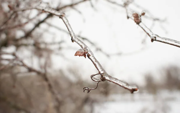 Branches Deciduous Grass Bushes Covered Ice Crust Freezing Rain Fragment — Stock Photo, Image