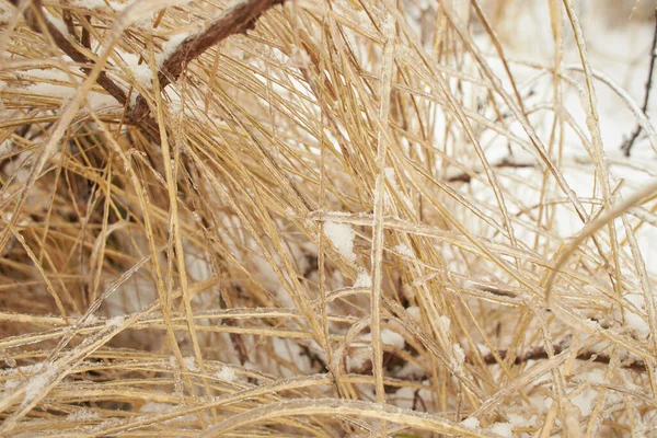 Branches Deciduous Grass Bushes Covered Ice Crust Freezing Rain Fragment — Stock Photo, Image