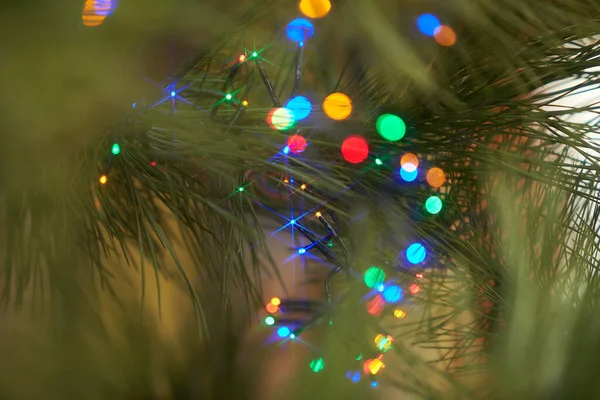 Férias Guirlandas Coloridas Elétricas Decoração Árvore Pinho Branch Christmas — Fotografia de Stock